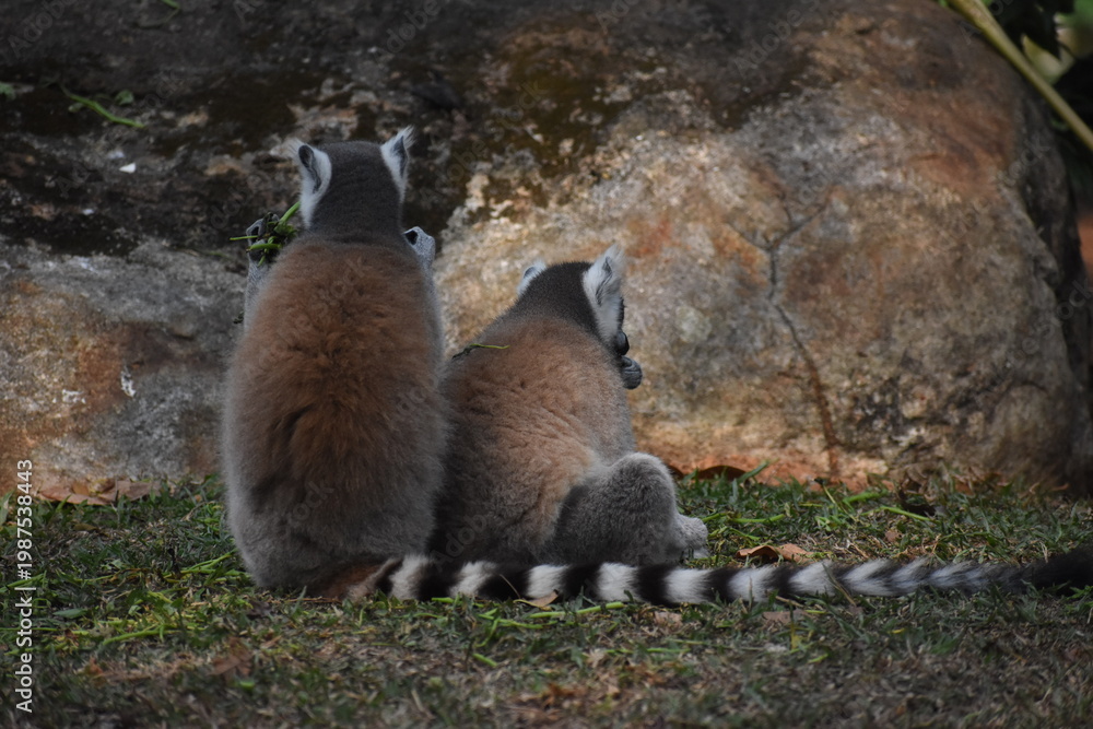 Obraz premium Ring-tailed lemurs (Lemur catta, Madagascar lemur) in the Dehiwala Zoo (National Zoological Gardens of Sri Lanka, Dehiwala Zoological Gardens), Dehiwala, Sri Lanka.
