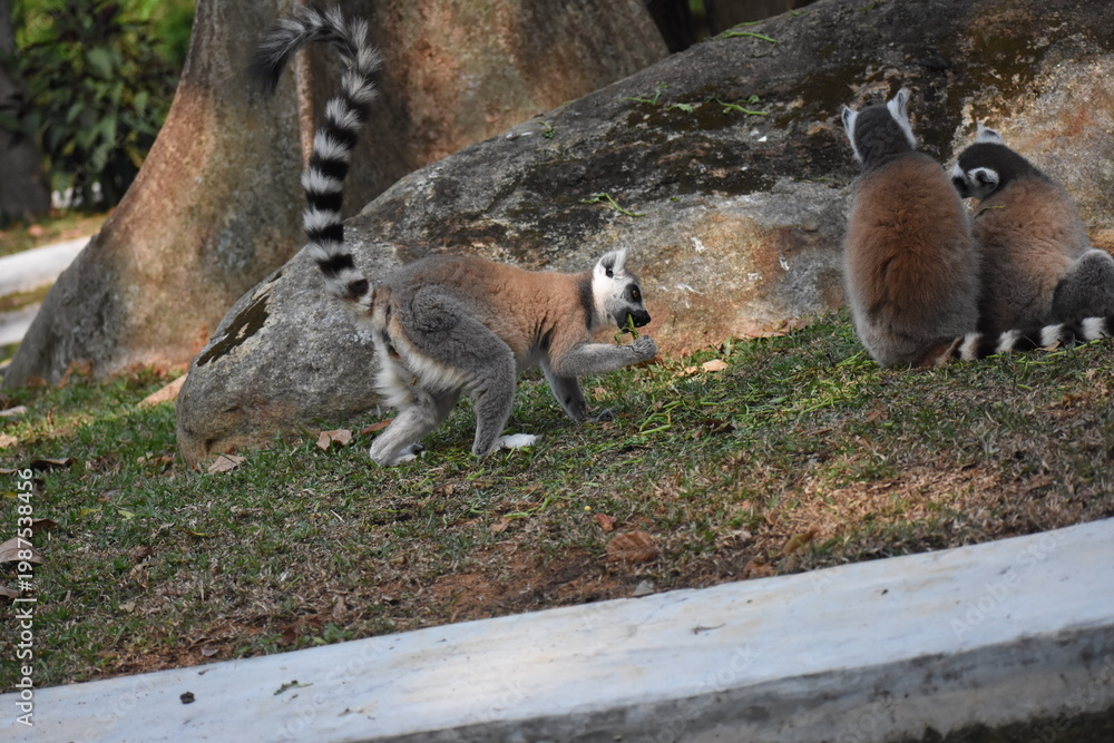 Naklejka premium Ring-tailed lemurs (Lemur catta, Madagascar lemur) in the Dehiwala Zoo (National Zoological Gardens of Sri Lanka, Dehiwala Zoological Gardens), Dehiwala, Sri Lanka.