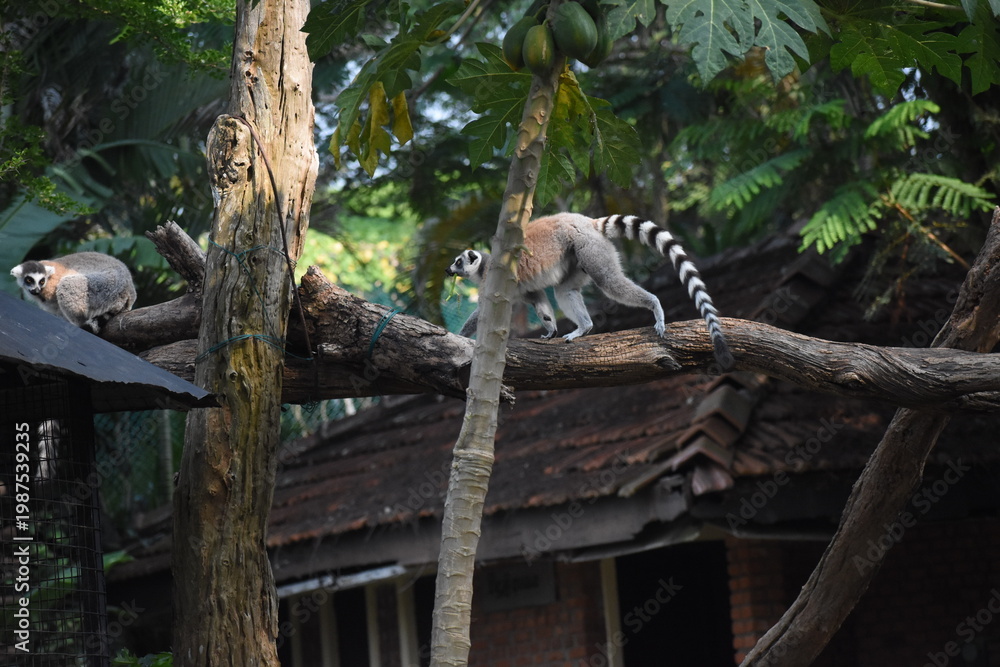 Obraz premium Ring-tailed lemurs (Lemur catta, Madagascar lemur) in the Dehiwala Zoo (National Zoological Gardens of Sri Lanka, Dehiwala Zoological Gardens), Dehiwala, Sri Lanka.