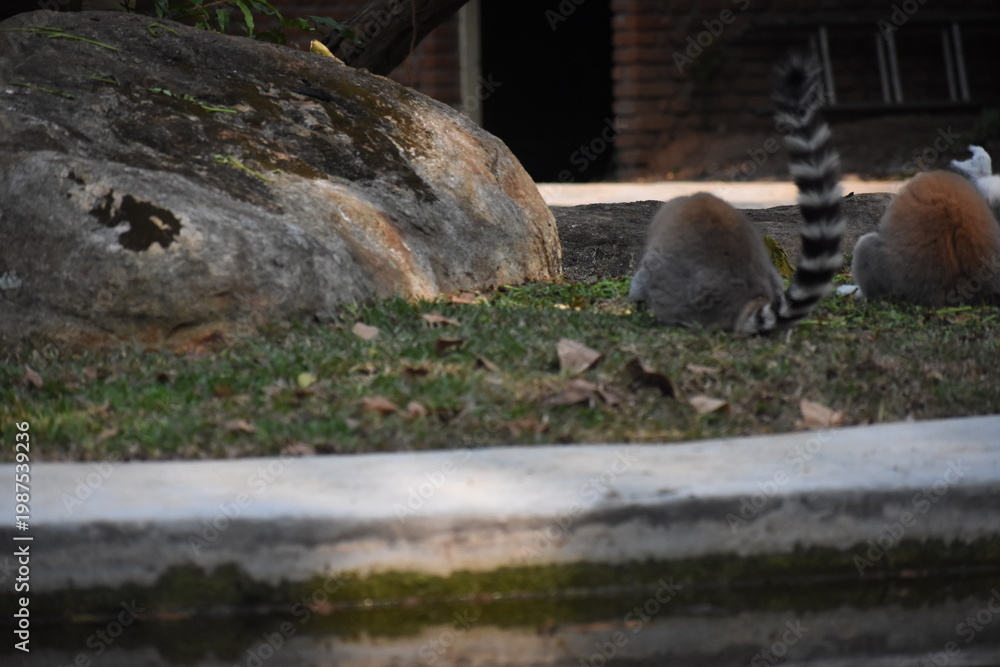 Obraz premium Ring-tailed lemurs (Lemur catta, Madagascar lemur) in the Dehiwala Zoo (National Zoological Gardens of Sri Lanka, Dehiwala Zoological Gardens), Dehiwala, Sri Lanka.