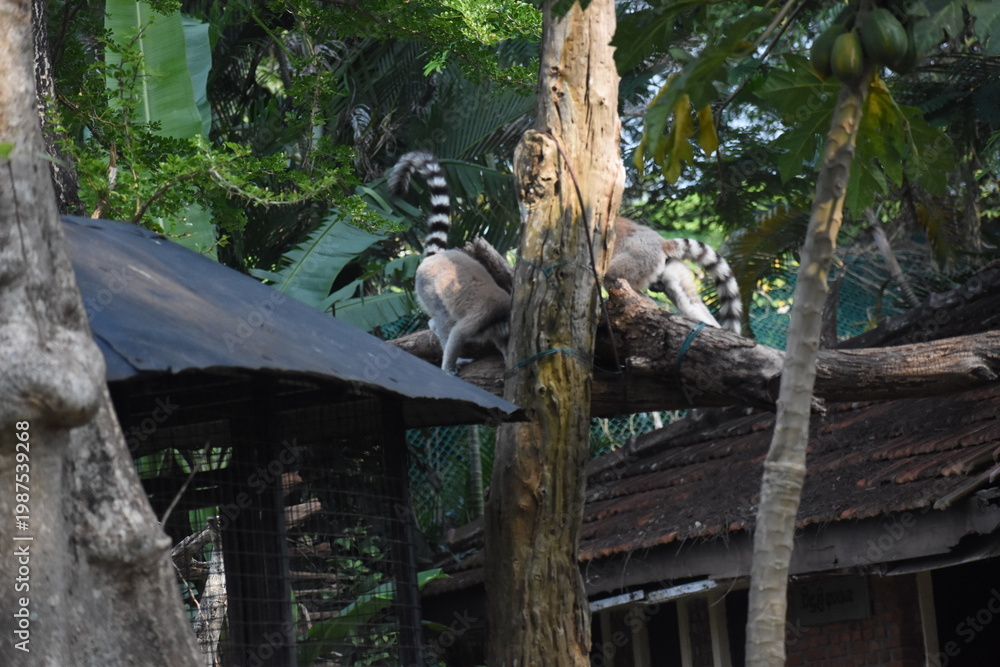 Fototapeta premium Ring-tailed lemurs (Lemur catta, Madagascar lemur) in the Dehiwala Zoo (National Zoological Gardens of Sri Lanka, Dehiwala Zoological Gardens), Dehiwala, Sri Lanka.