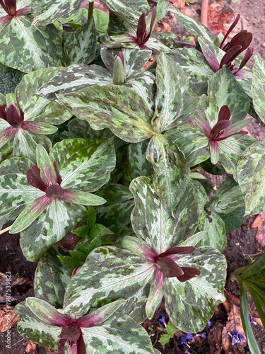 Trillium gracile flower in the garden
