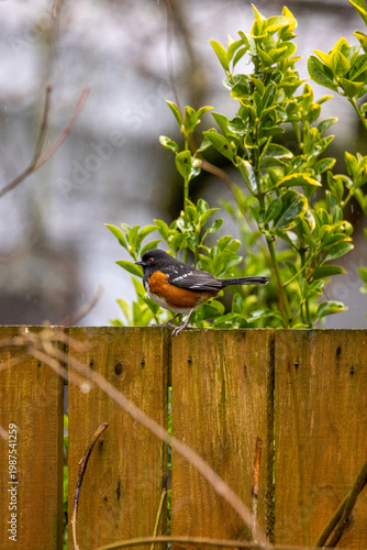 Small bird perches on wooden fence. Green shrub behind provides natural backdrop. Bird has dark head and orange underbelly. Scene shows calm, nature-focused moment. Faint water visible in background