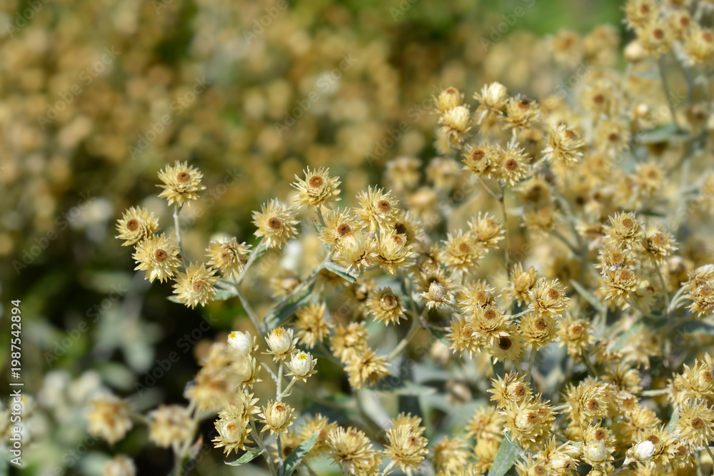 Fototapeta premium Everlasting Summer Snow dry flowers and seed heads - Latin name - Anaphalis triplinervis Sommerschnee