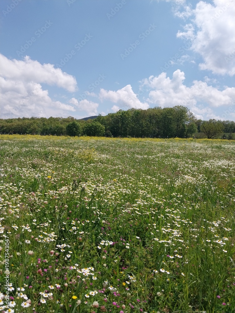 Fototapeta premium Beautiful wildflower meadow under blue sky in spring
