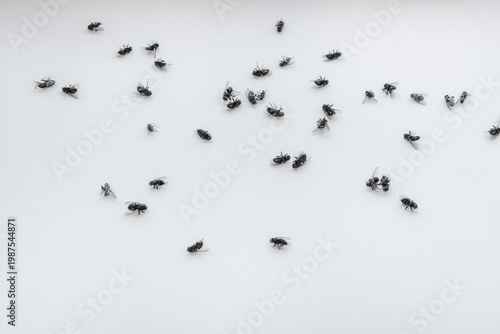 Cluster flies (Musca domestica): grass flies or attic flies on a windowsill, highlighting pest infestation. Insecticide treatment and ultrasonic traps for effective pest control in residential spaces.