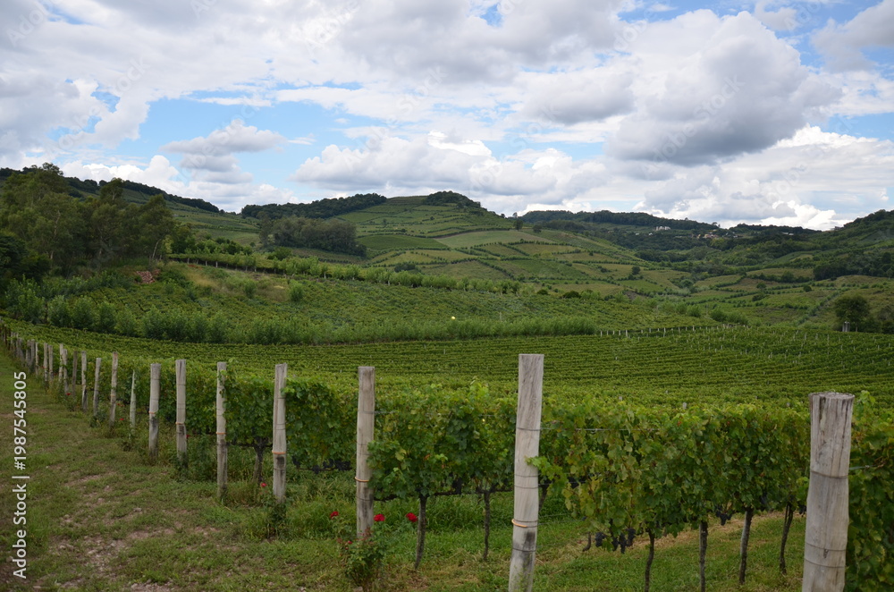 Obraz premium Panoramic vineyard landscape with rolling hills in Serra Gaúcha, Rio Grande do Sul, Brazil