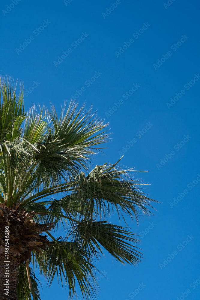 Fototapeta premium Palm tree against clear blue sky in bright sunlight during midday in a warm, outdoor setting