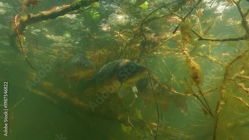 Carp Cyprinus carpio with a large scar on the head from a boat propeller. Close view showing injury marks and survival in a freshwater habitat.