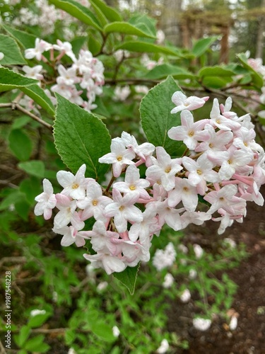 Korean spice viburnum flowers in spring