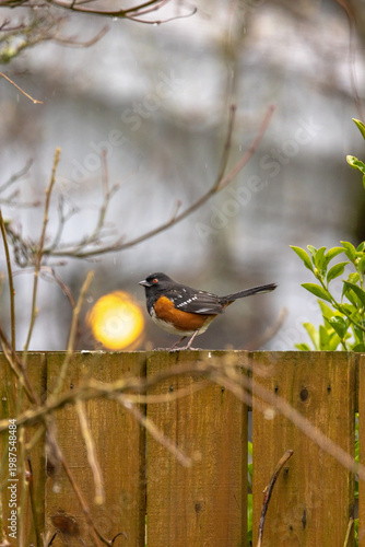 Small bird perches on wooden fence. Background features soft-focus branches and bright orb. Bird shows dark head and chestnut breast. Scene captures quiet moment in natural outdoor setting