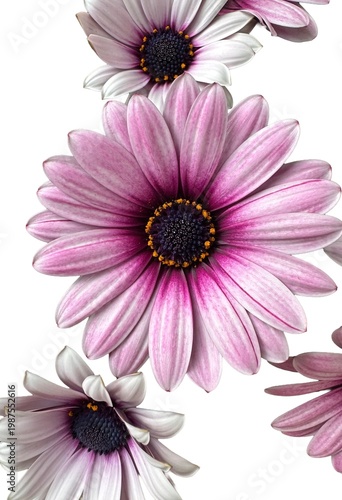 gerbera isoliert