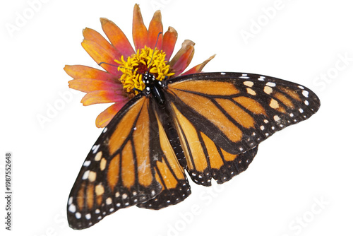 Schmetterling, Falter auf Blüte, Makro