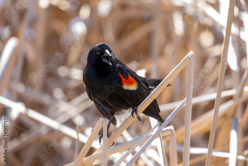 Red-Winged  Blackbird