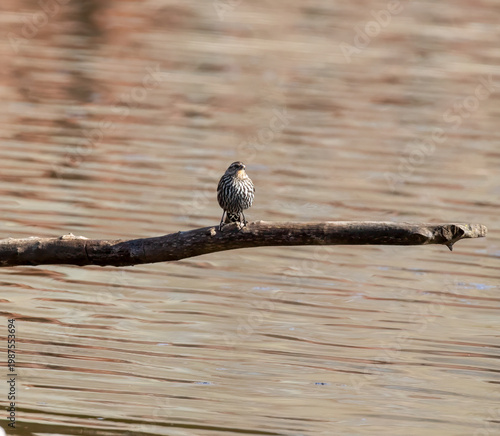 Red-Winged  Blackbird