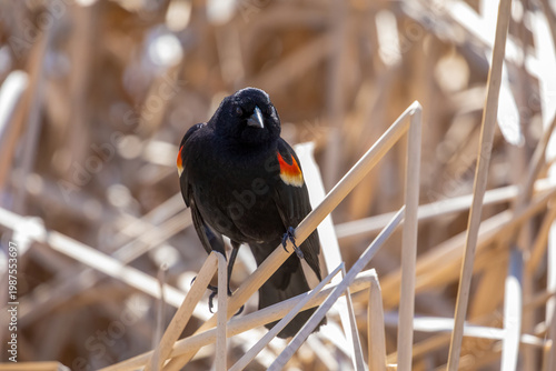 Red-Winged  Blackbird