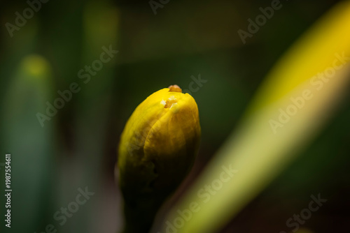Macro photograph of a vibrant yellow flower bud beginning to bloom against a soft green and dark bokeh background during springtime
