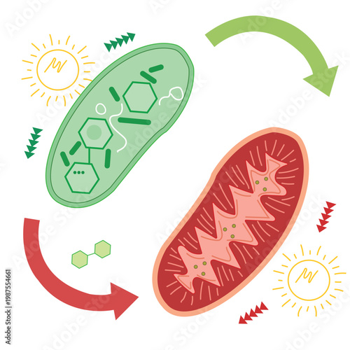 Cellular mitochondria infographic showing energy cycle and dysfunction