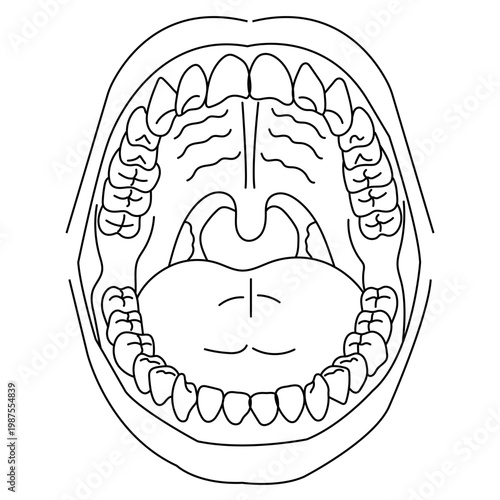 Human oral cavity  teeth and palate vector