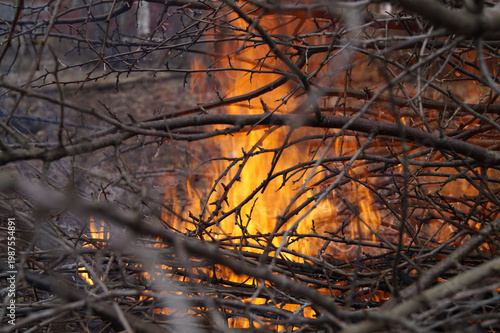 Obraz na plátne Bright flames are visible through a tangle of dry tree branches