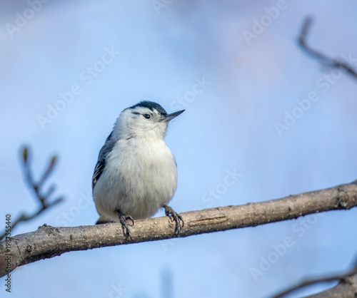White-Breasted Nuthatch
