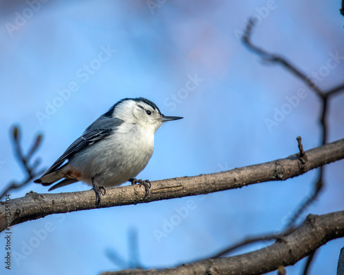 White-Breasted Nuthatch