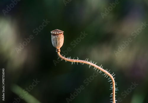 Macro of Dried Poppy Seed Pod on Curved Stem with Soft Background