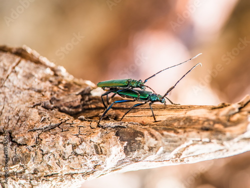 Metallic Green Beetles Mating on Tree Bark Macro