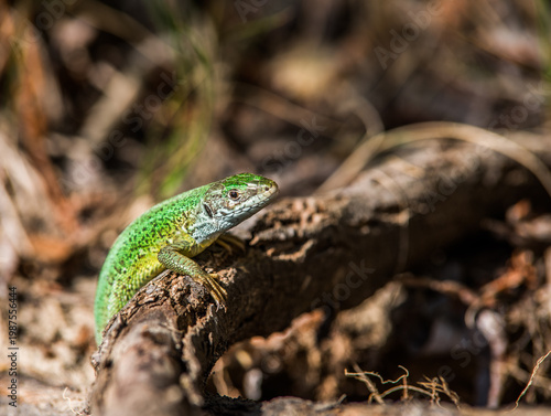 Green Lizard Emerging from Forest Floor under Log