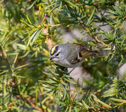 Golden-Crowned Kinglet