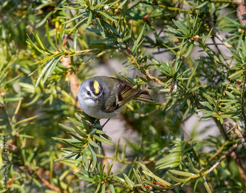Golden-Crowned Kinglet