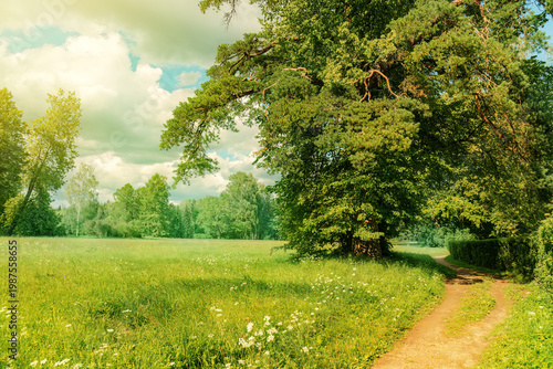 Sunny Meadow Path in Summer Park