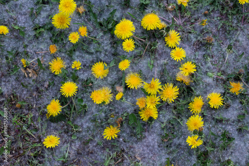 Canvastavla Dandelion Blossoms In Summer Snow