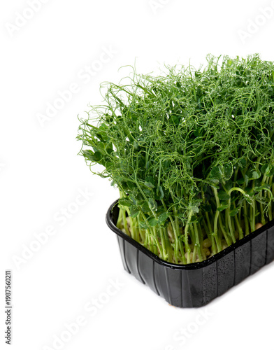 Wallpaper Mural Microgreens with dew drops. Fresh, green sprouts of peas herbs and plants for salad. Isolated on white Torontodigital.ca