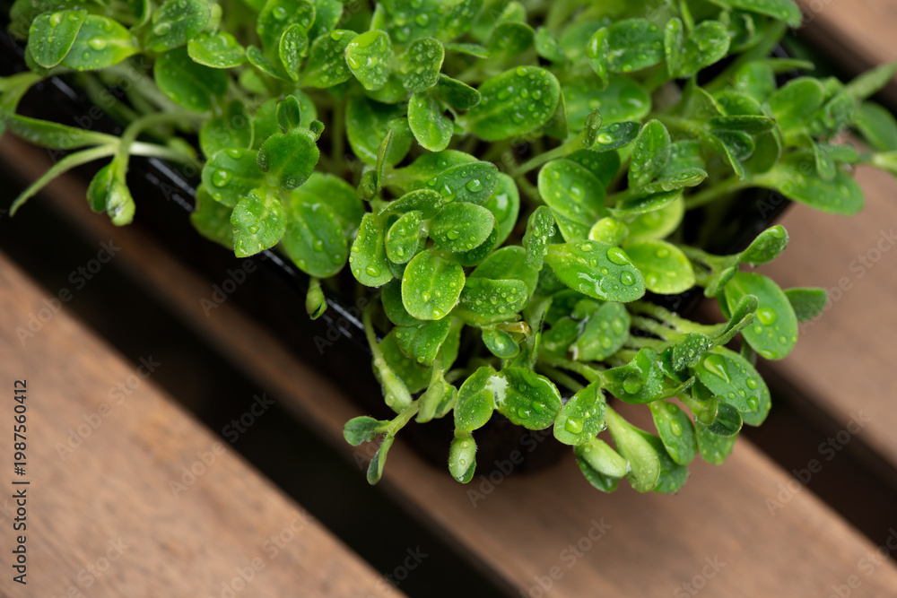 custom made wallpaper toronto digitalMicrogreens with dew drops. Fresh, green sprouts of peas herbs and plants for salad. Isolated on white, close up. Selective focus. Top view