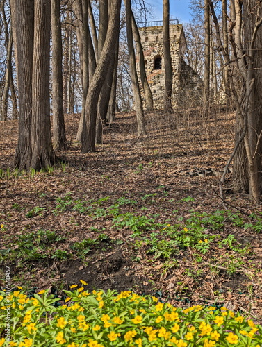 Yellow flowers at the old tower