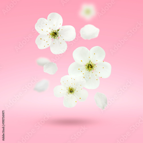 Spring blossoms falling against pink background. Beautiful flowers in air
