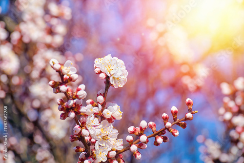 Delicate white spring blossoms with pink buds on tree branches in warm sunlight. Beautiful floral background with soft bokeh and vibrant seasonal colors, perfect for nature and spring themes