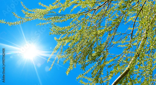 Banner of fresh green willow branches with young leaves against a bright blue sky and shining sun. Spring nature background with sunlight, growth, and seasonal freshness concept