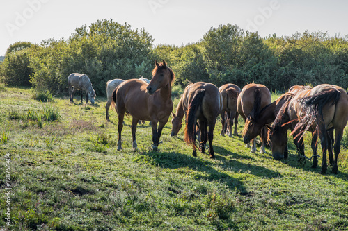 Herd of Horses Grazing in Open Field