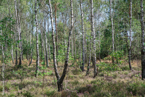 Birch Forest in Natural Landscape