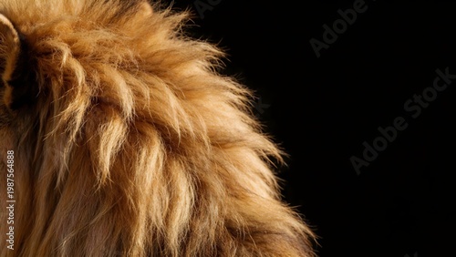 Lion mane closeup