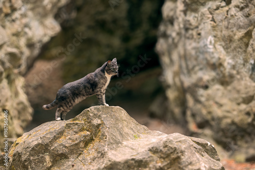 Photography animal theme cat portrait standing outdoor stone terrain cave environment space