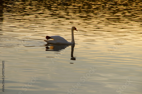 Mute swan on a pond golden water at sunset