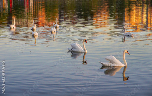 A flock of mute swans on a pond with reflections in the water