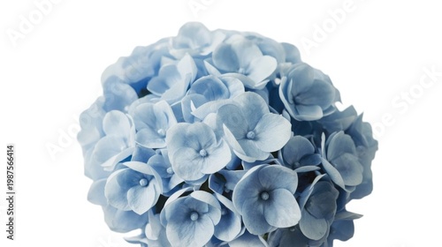 Delicate cluster of blue hydrangea flowers on white background showcasing petals and floral details