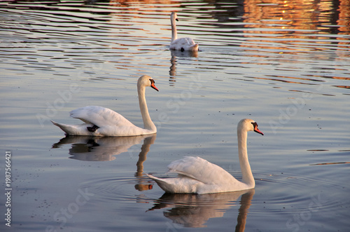 two White Mute swan on pond mirror water
