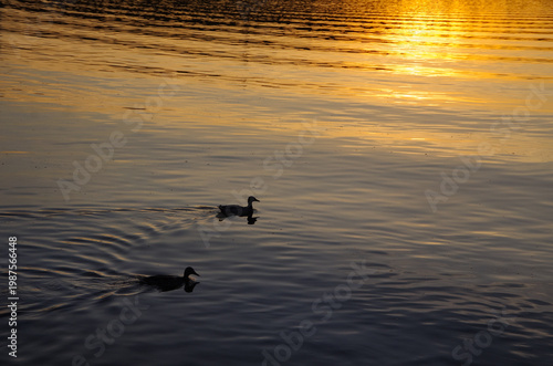 A silhouettes of two duck wild on a pond at sunset