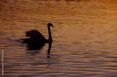 silhouette of swan swimming in water with waves at sunset