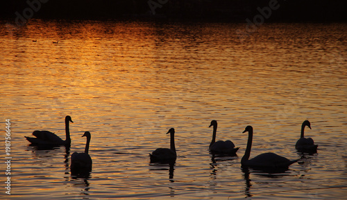 A flock of graceful silhouettes mute swans on a pond at sunset